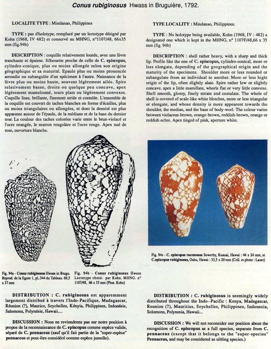 Conus pennaceus rubiginosus, Hwass in Bruguière 1792